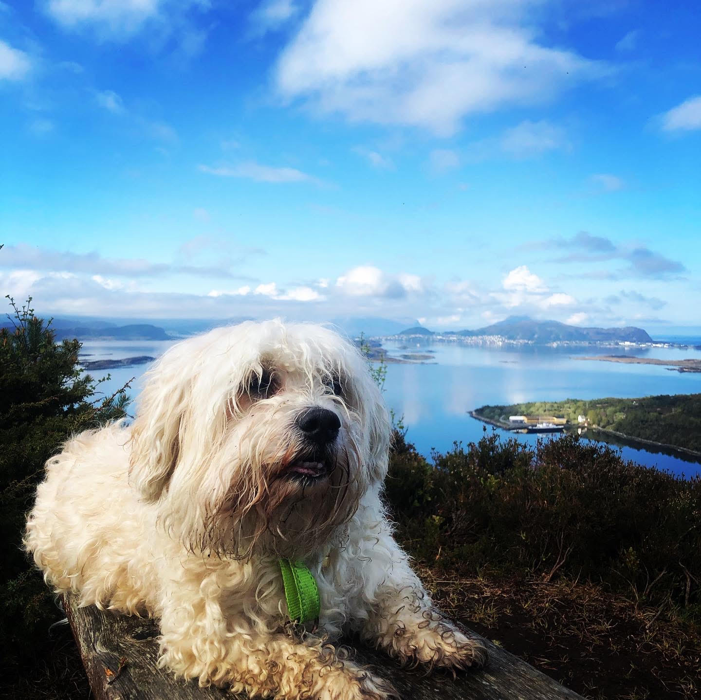Fluffy white dog overlooking the fjord landscape
